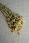 Vasenglück Trockenblumen Phalaris | Natur Braun