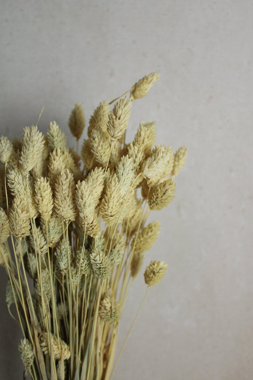 Vasenglück Trockenblumen Phalaris | Natur Braun