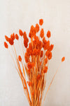 Vasenglück Trockenblumen Phalaris | Orange
