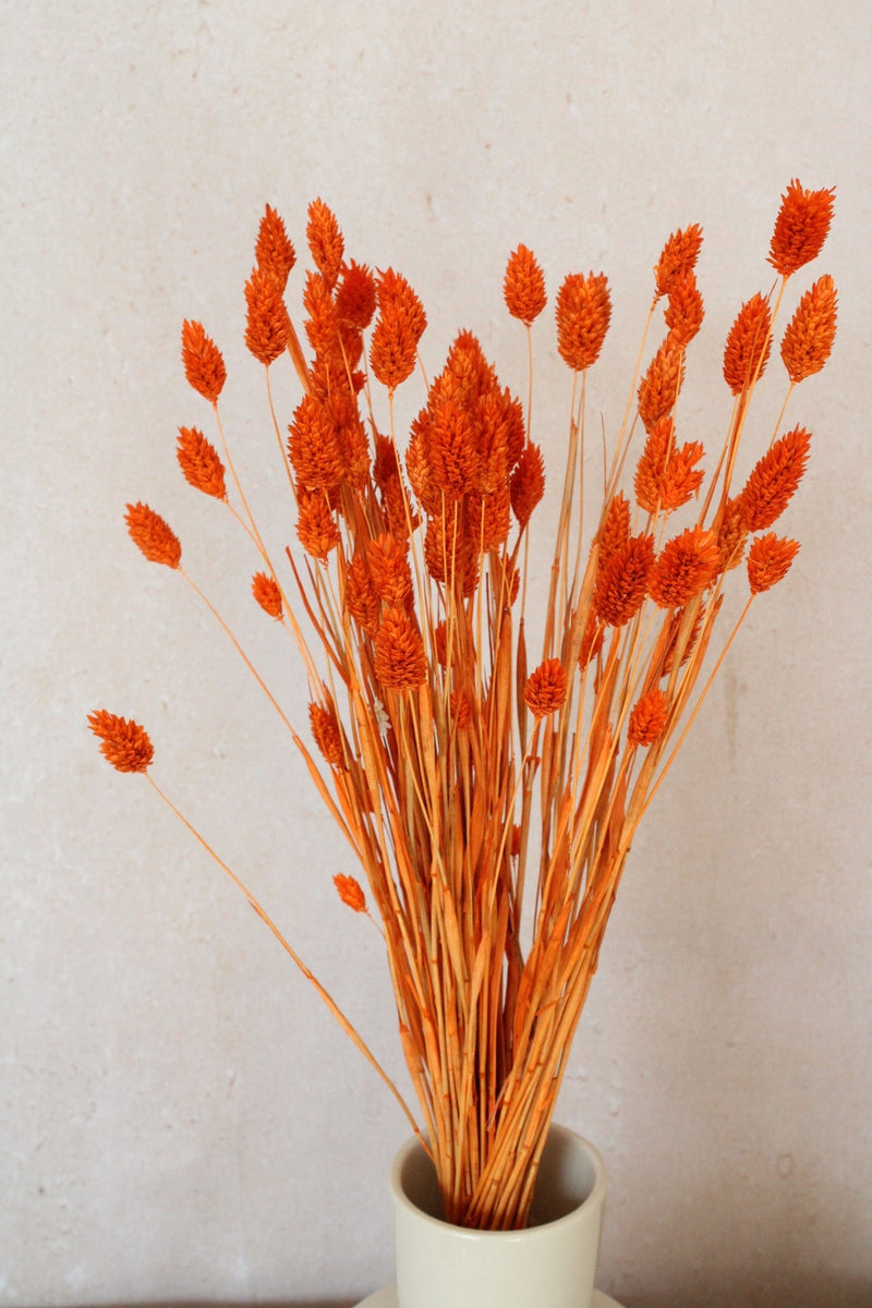 Vasenglück Trockenblumen Phalaris | Orange