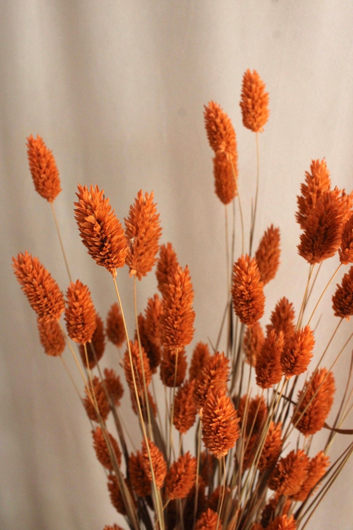 Vasenglück Trockenblumen Phalaris | Orange