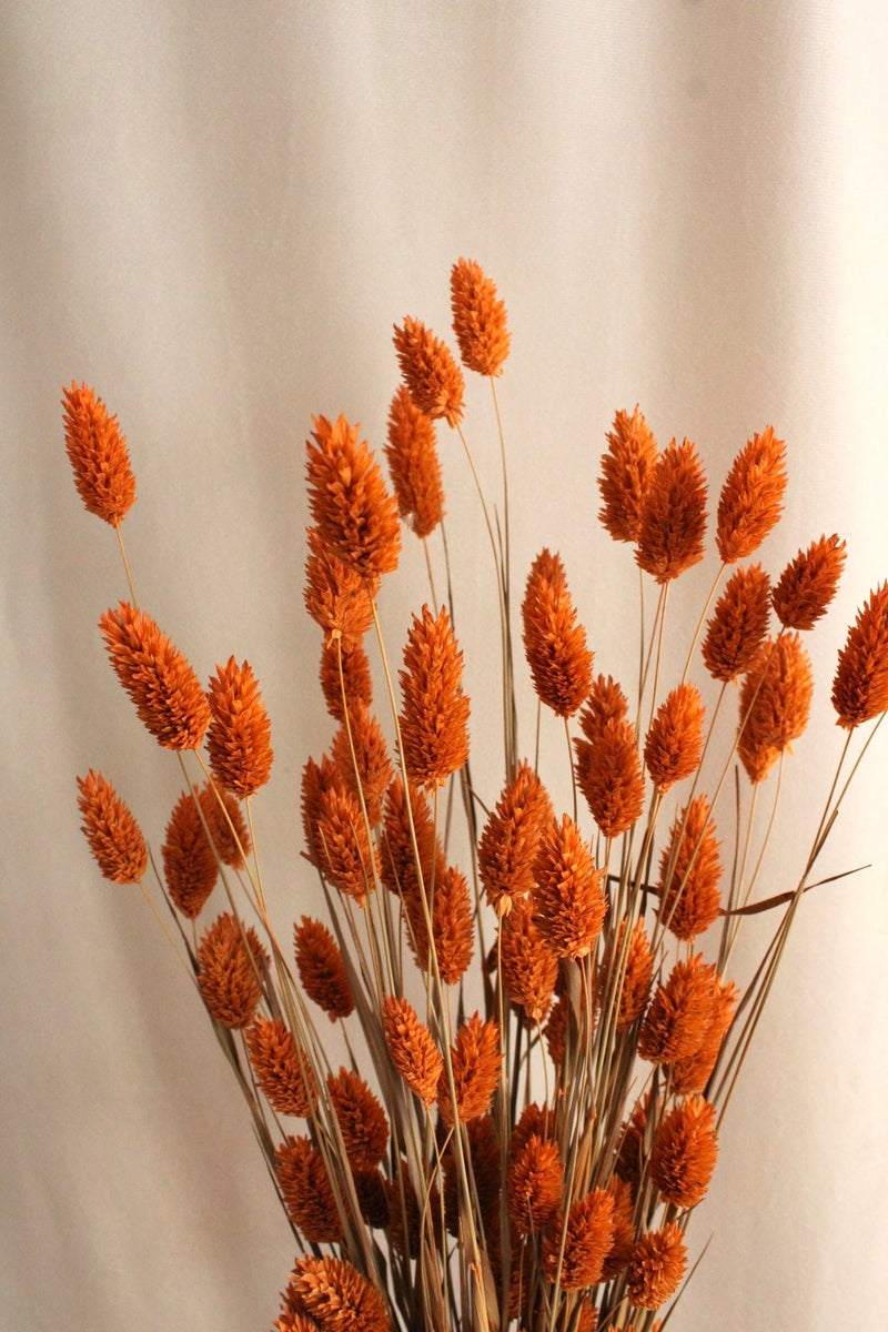 Vasenglück Trockenblumen Phalaris | Orange
