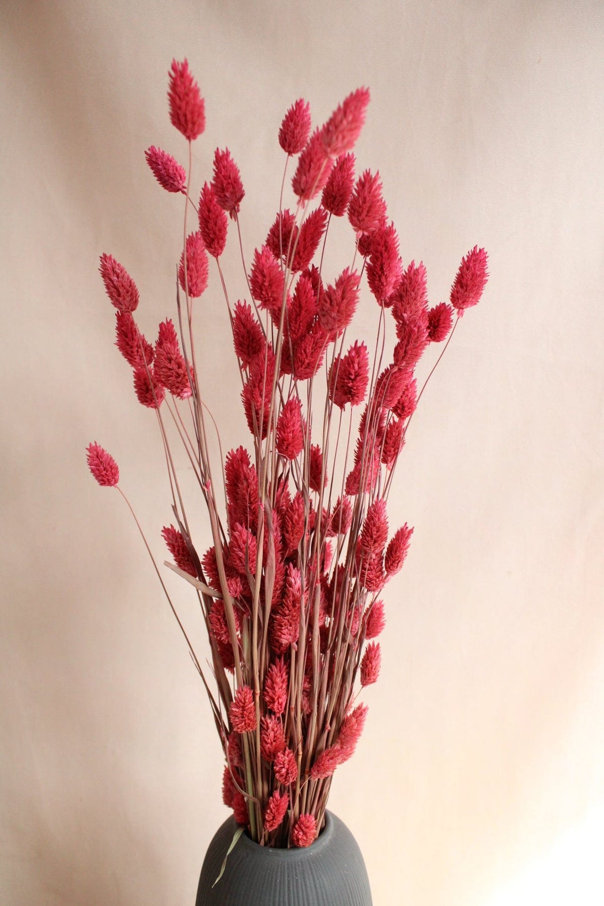Vasenglück Trockenblumen Phalaris | Pink