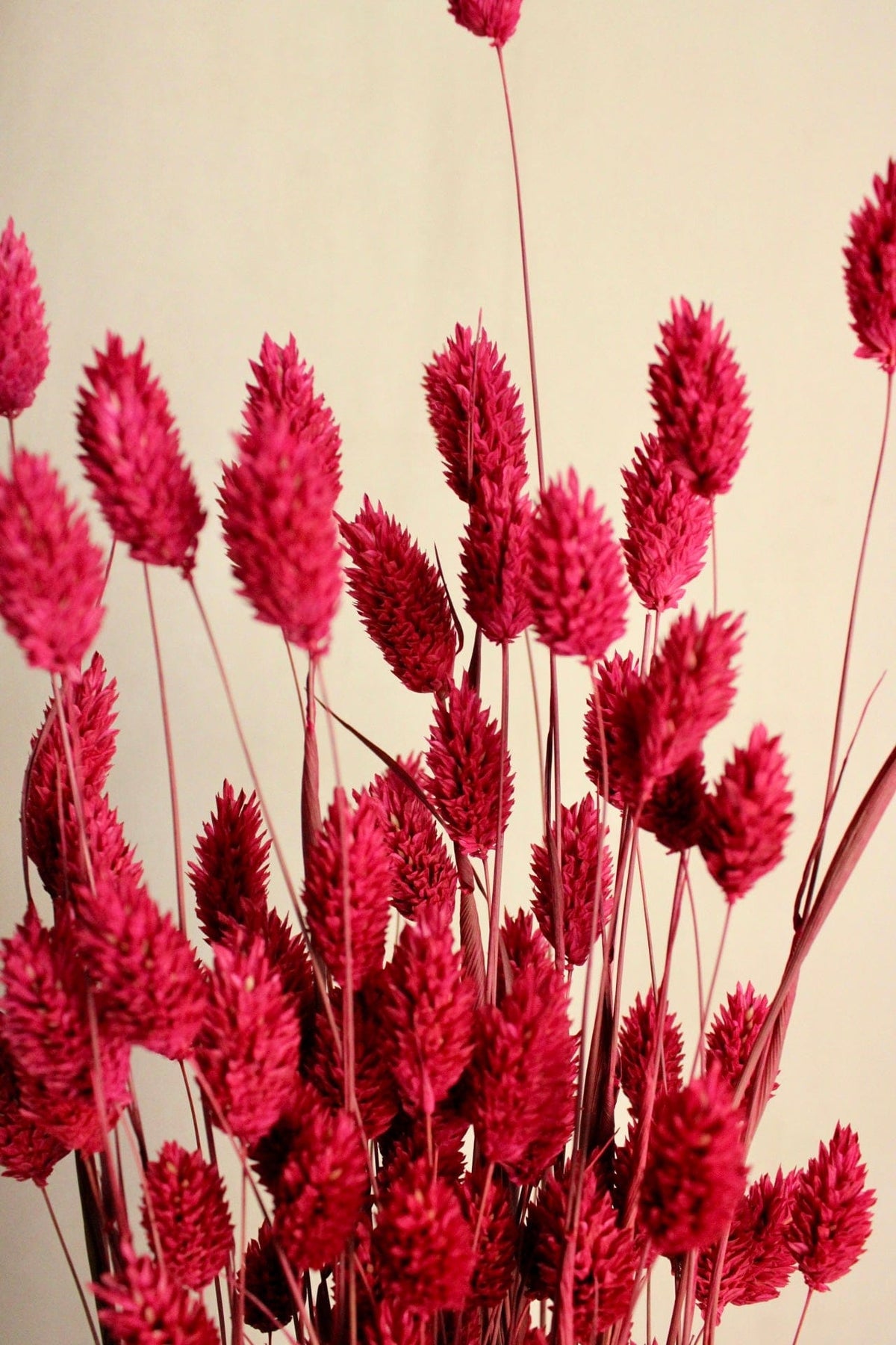 Vasenglück Trockenblumen Phalaris | Pink