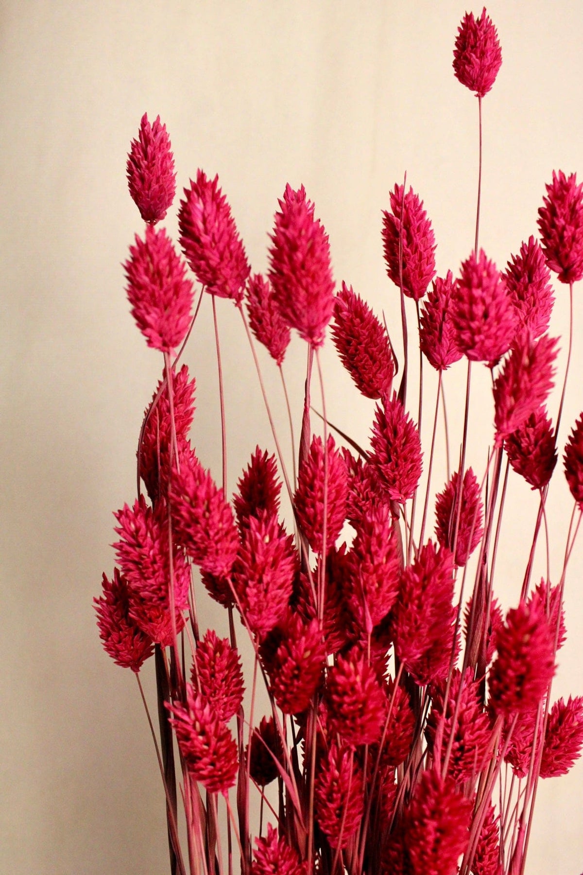 Vasenglück Trockenblumen Phalaris | Pink