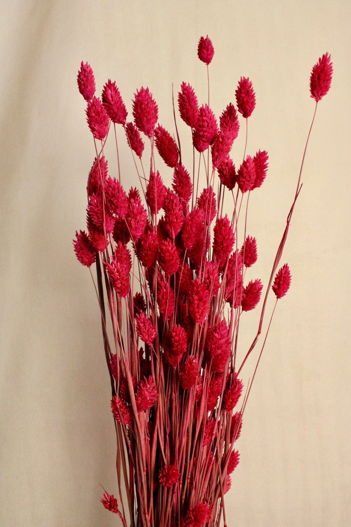 Vasenglück Trockenblumen Phalaris | Pink