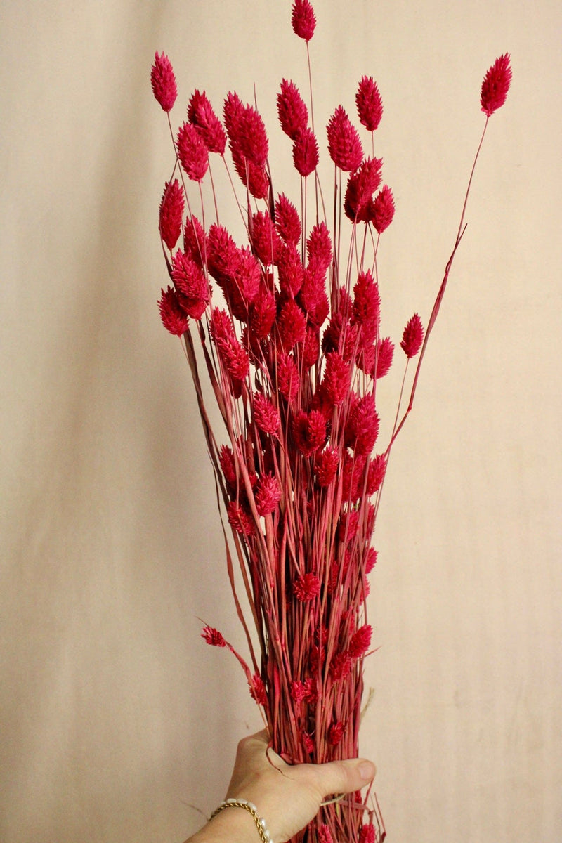 Vasenglück Trockenblumen Phalaris | Pink