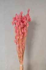 Vasenglück Trockenblumen Phalaris | Pink
