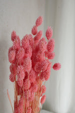 Vasenglück Trockenblumen Phalaris | Pink