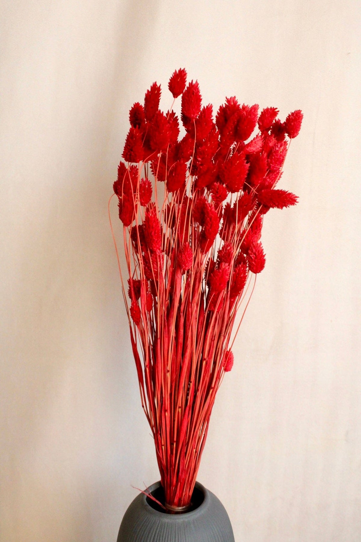 Vasenglück Trockenblumen Phalaris | Rot