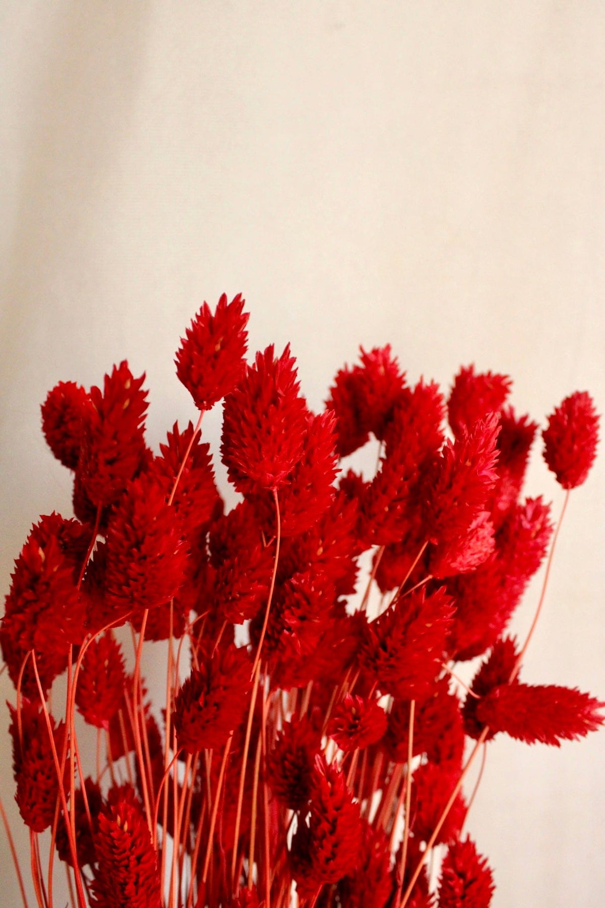 Vasenglück Trockenblumen Phalaris | Rot