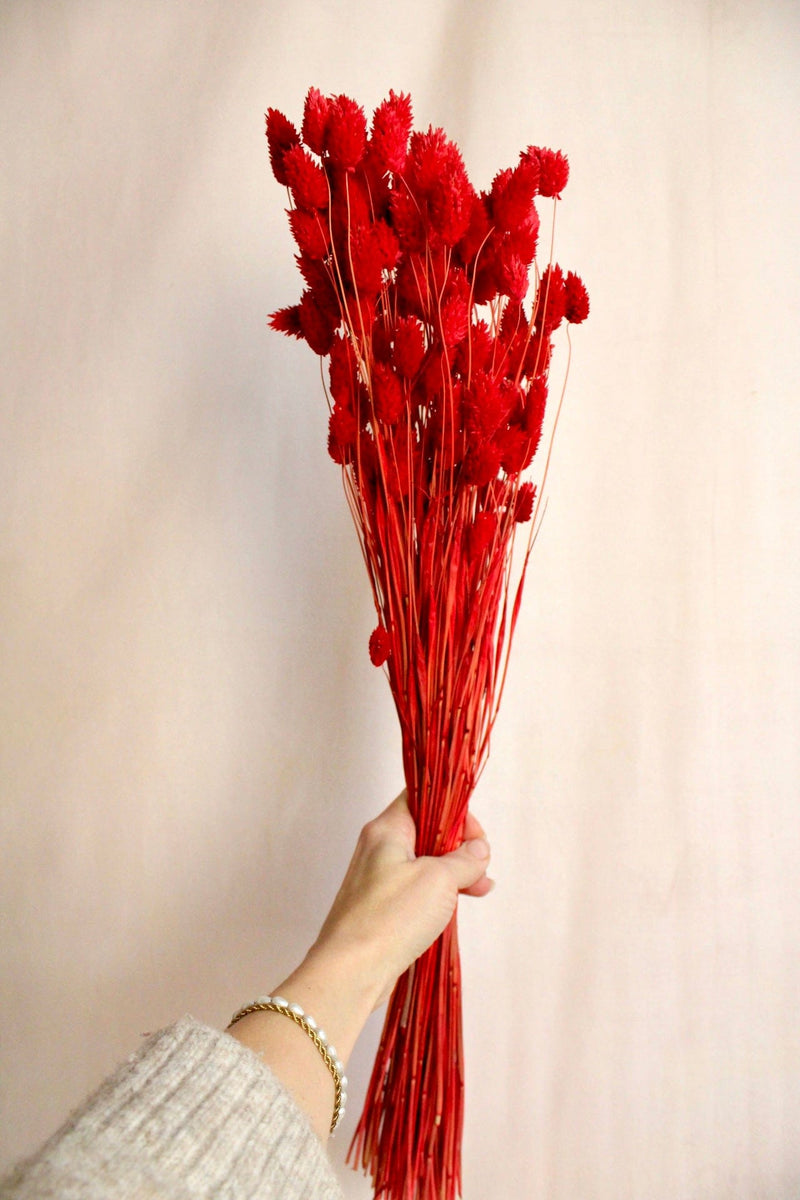 Vasenglück Trockenblumen Phalaris | Rot