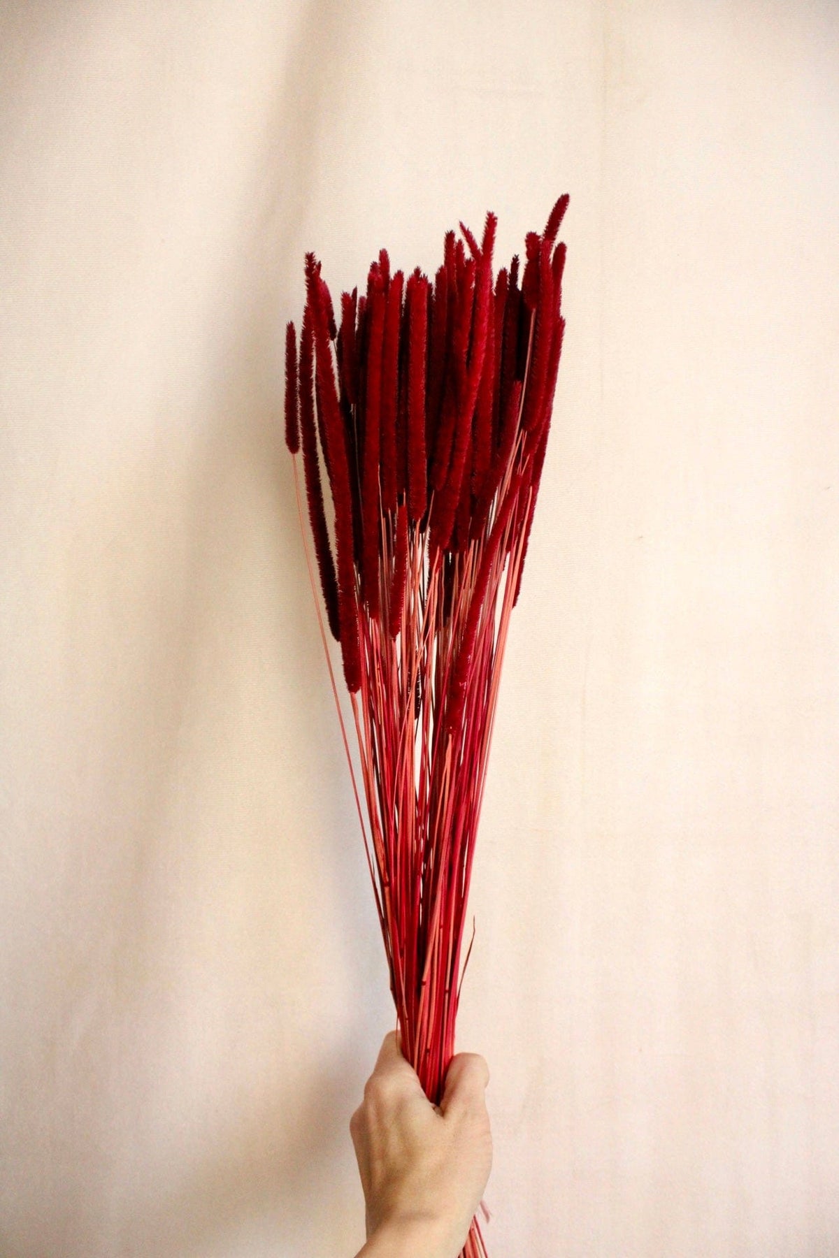 Vasenglück Trockenblumen Phleum | Dunkelrot