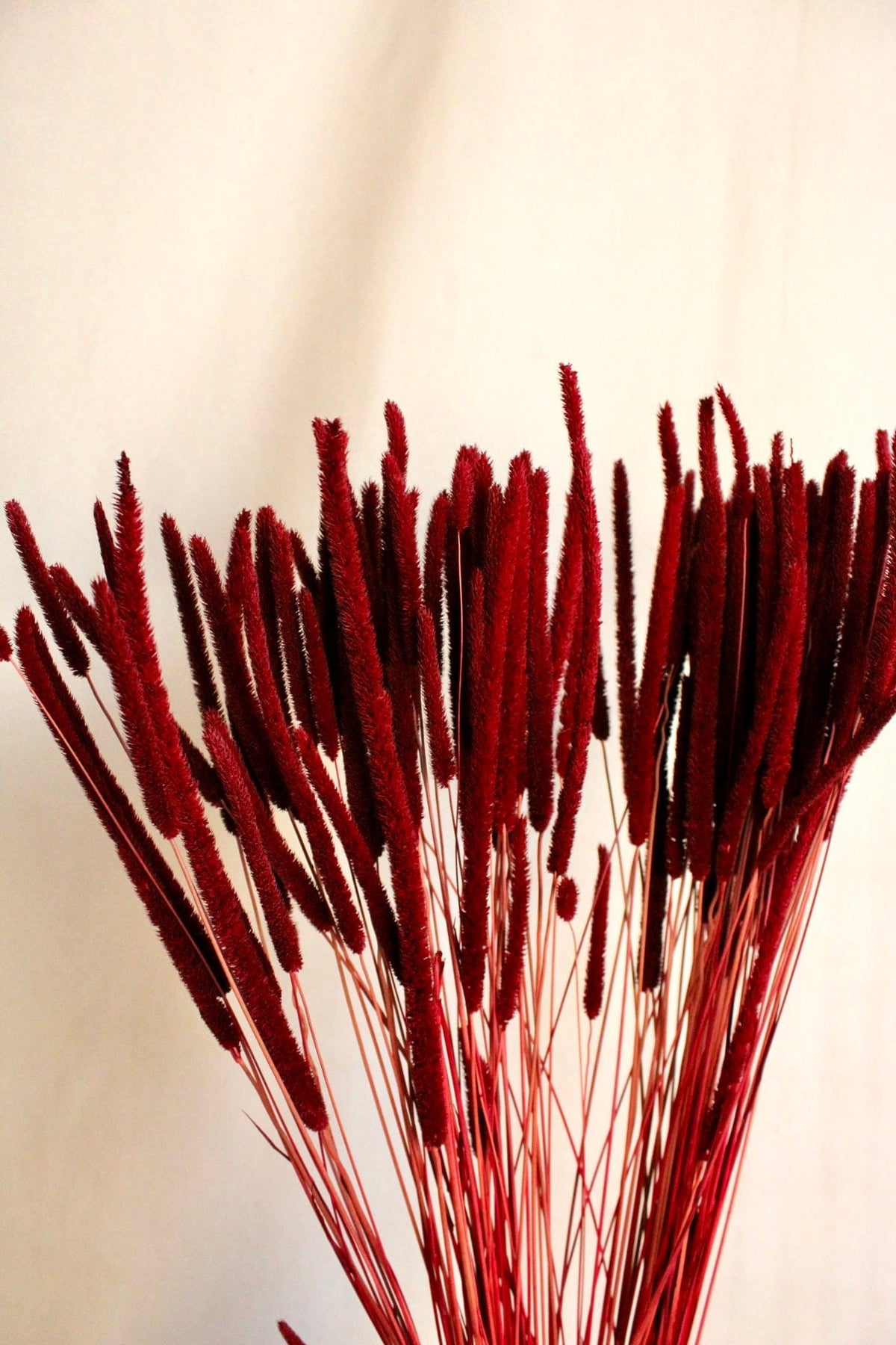 Vasenglück Trockenblumen Phleum | Dunkelrot