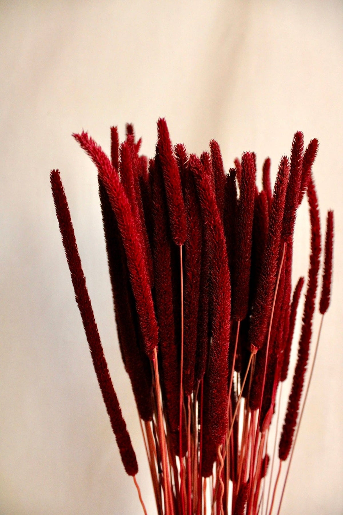 Vasenglück Trockenblumen Phleum | Dunkelrot