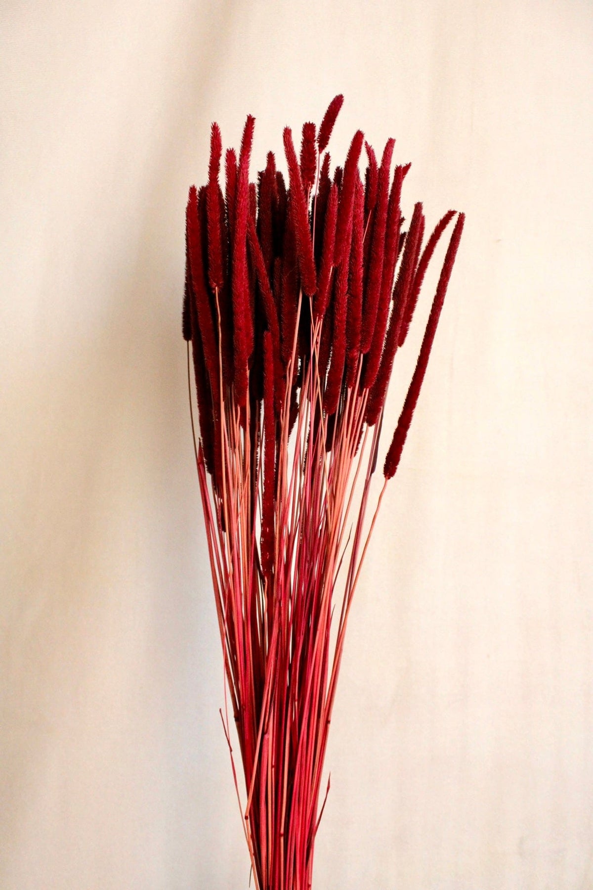 Vasenglück Trockenblumen Phleum | Dunkelrot