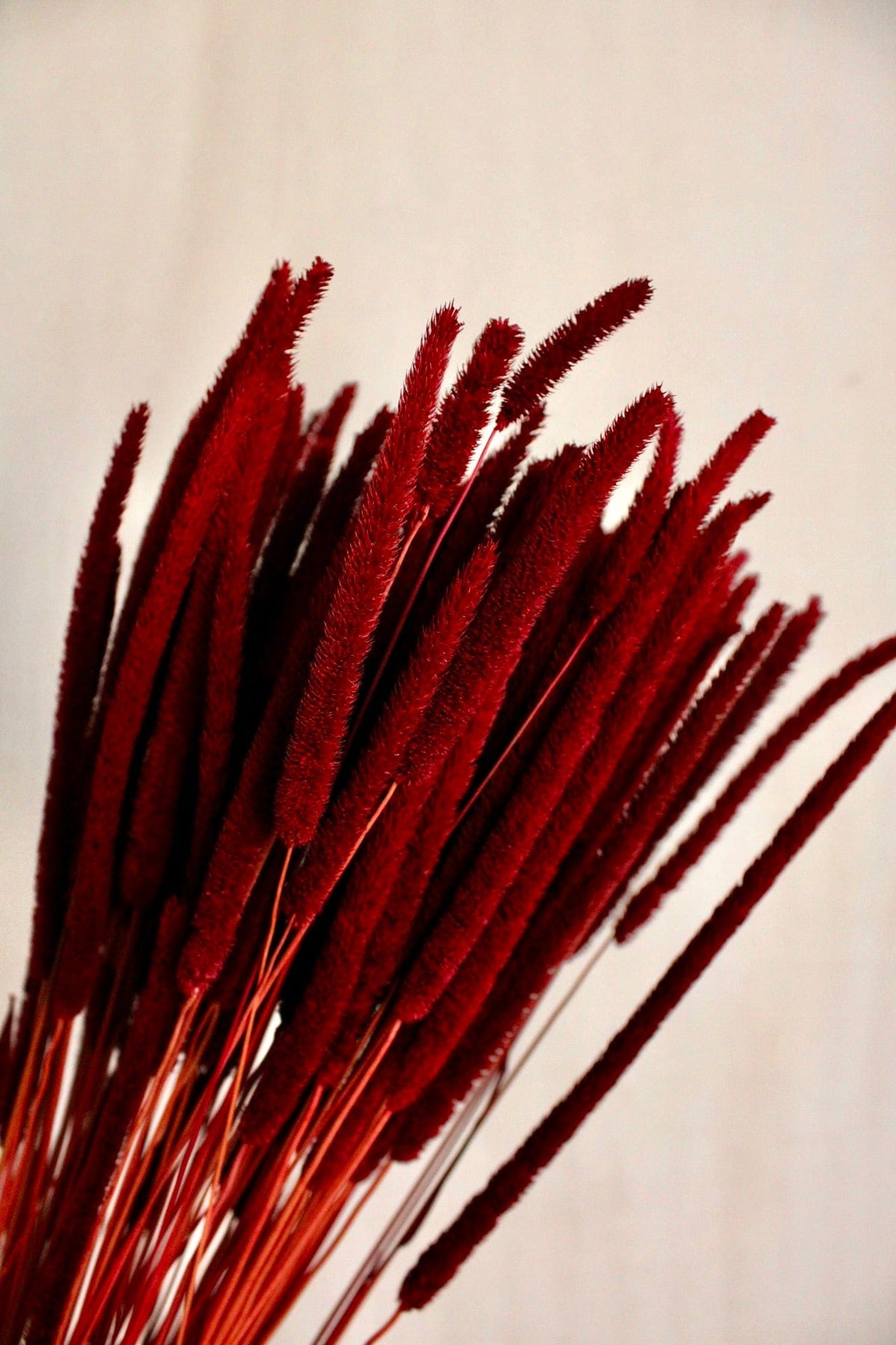 Vasenglück Trockenblumen Phleum | Dunkelrot