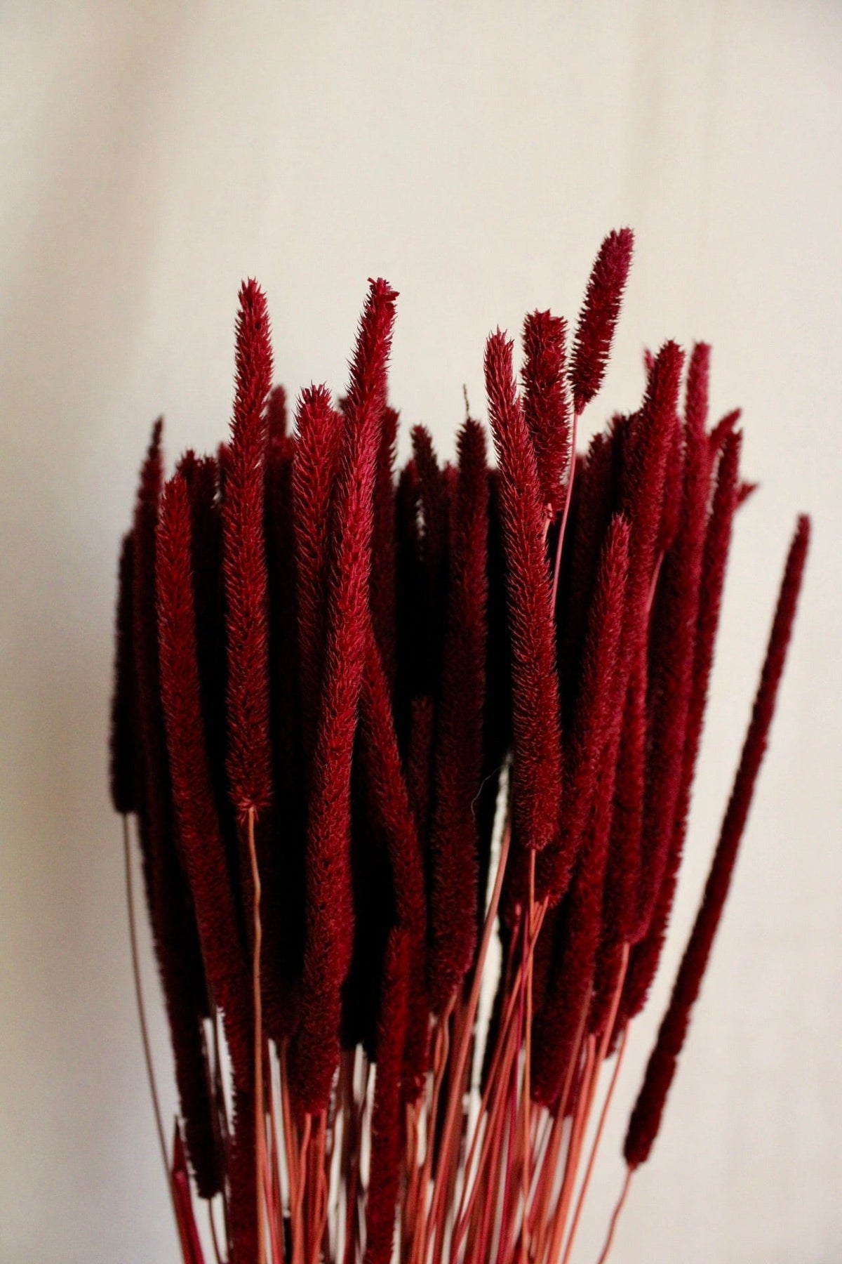 Vasenglück Trockenblumen Phleum | Dunkelrot