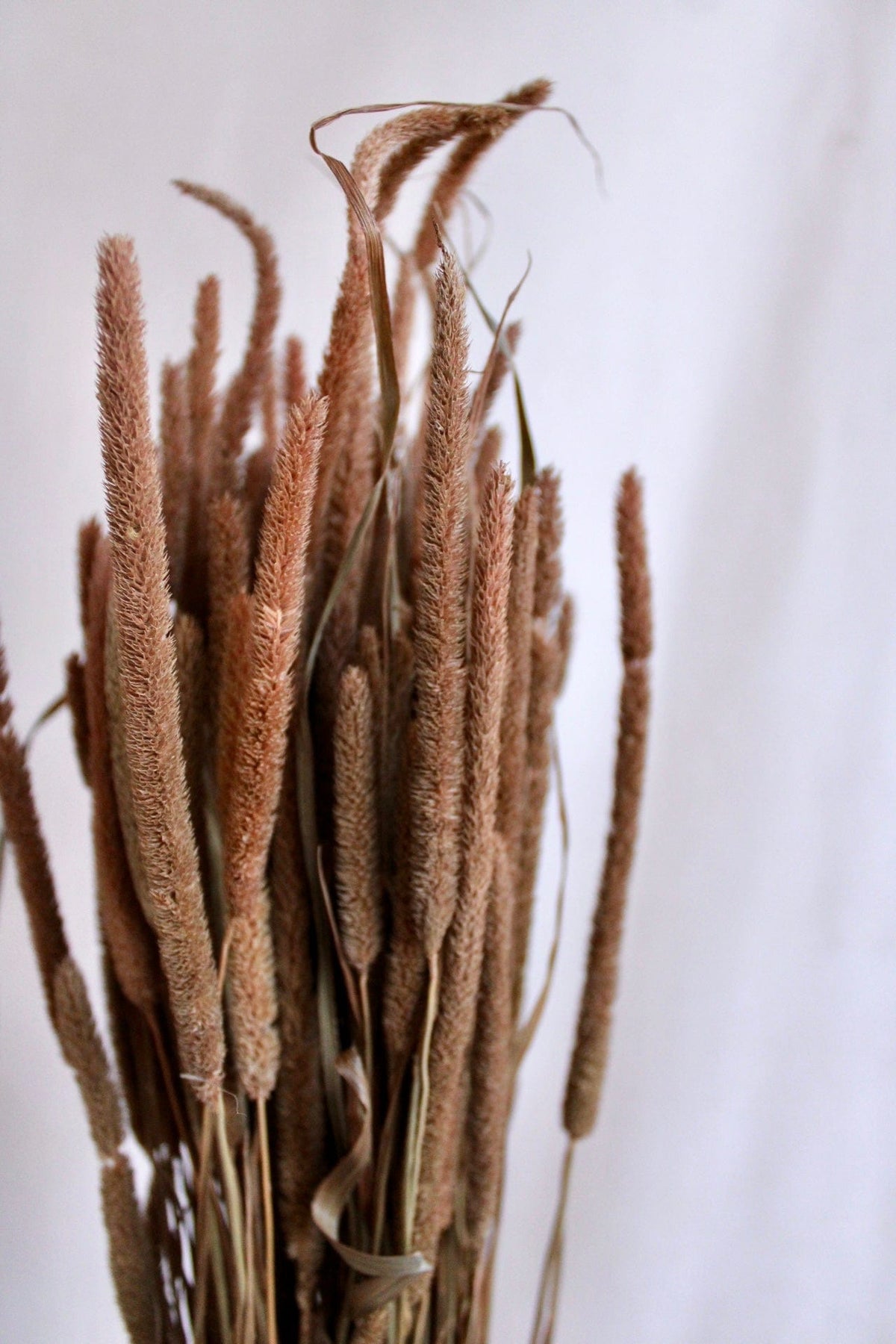 Vasenglück Trockenblumen Phleum | Hellbraun