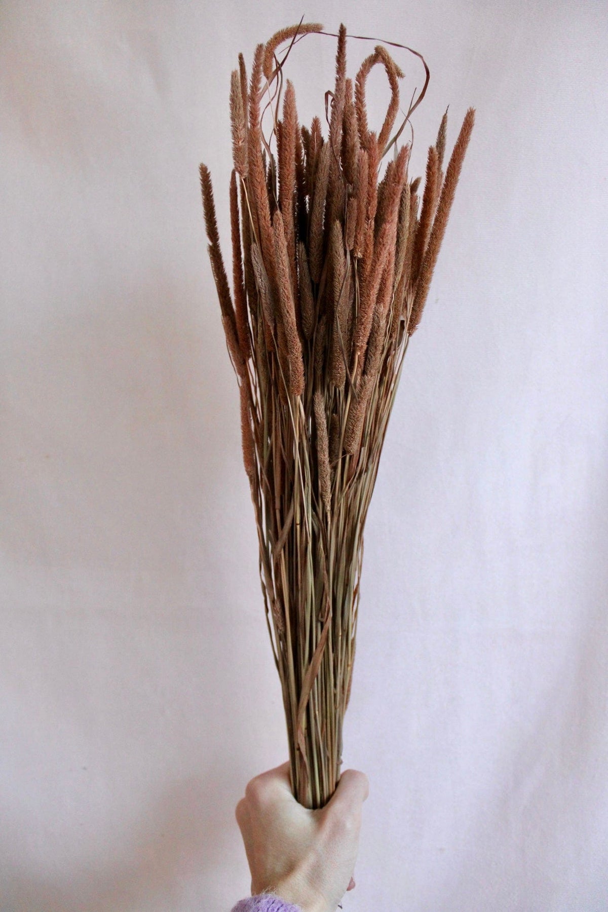 Vasenglück Trockenblumen Phleum | Hellbraun
