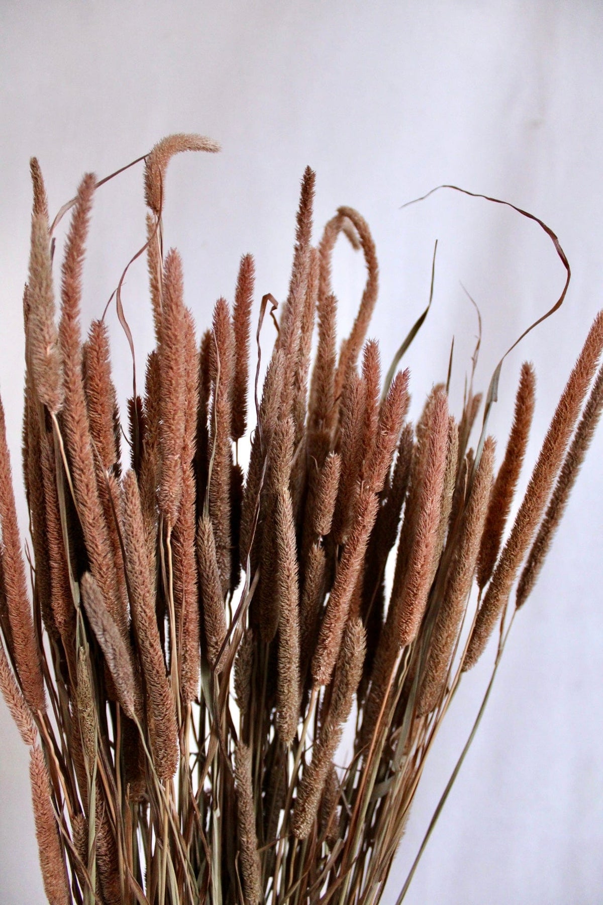 Vasenglück Trockenblumen Phleum | Hellbraun