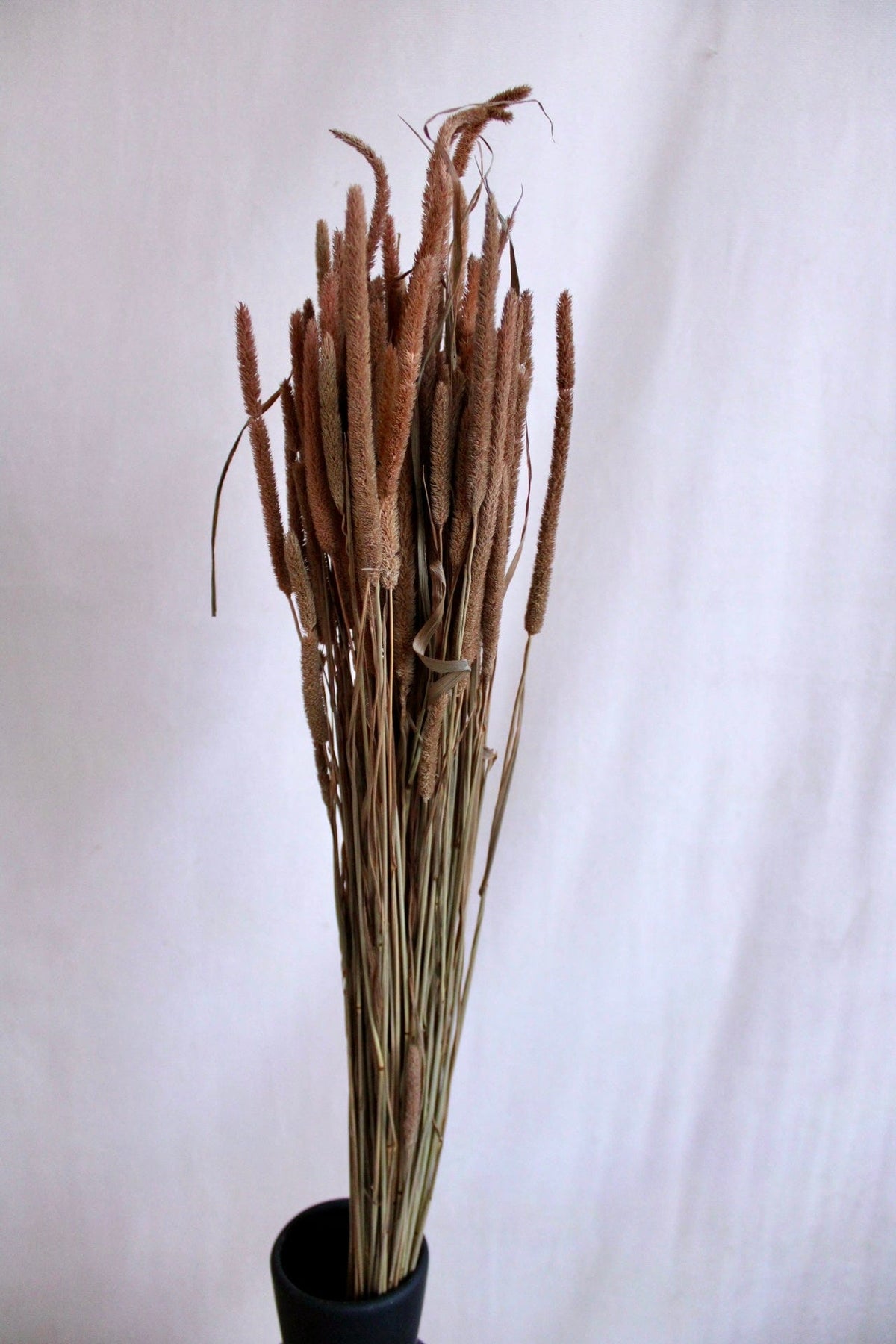 Vasenglück Trockenblumen Phleum | Hellbraun