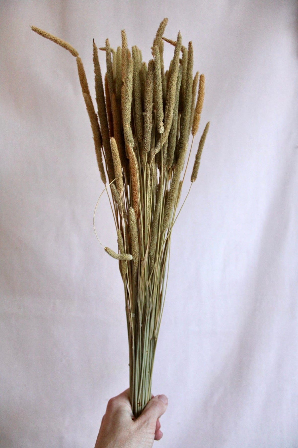 Vasenglück Trockenblumen Phleum | Natur
