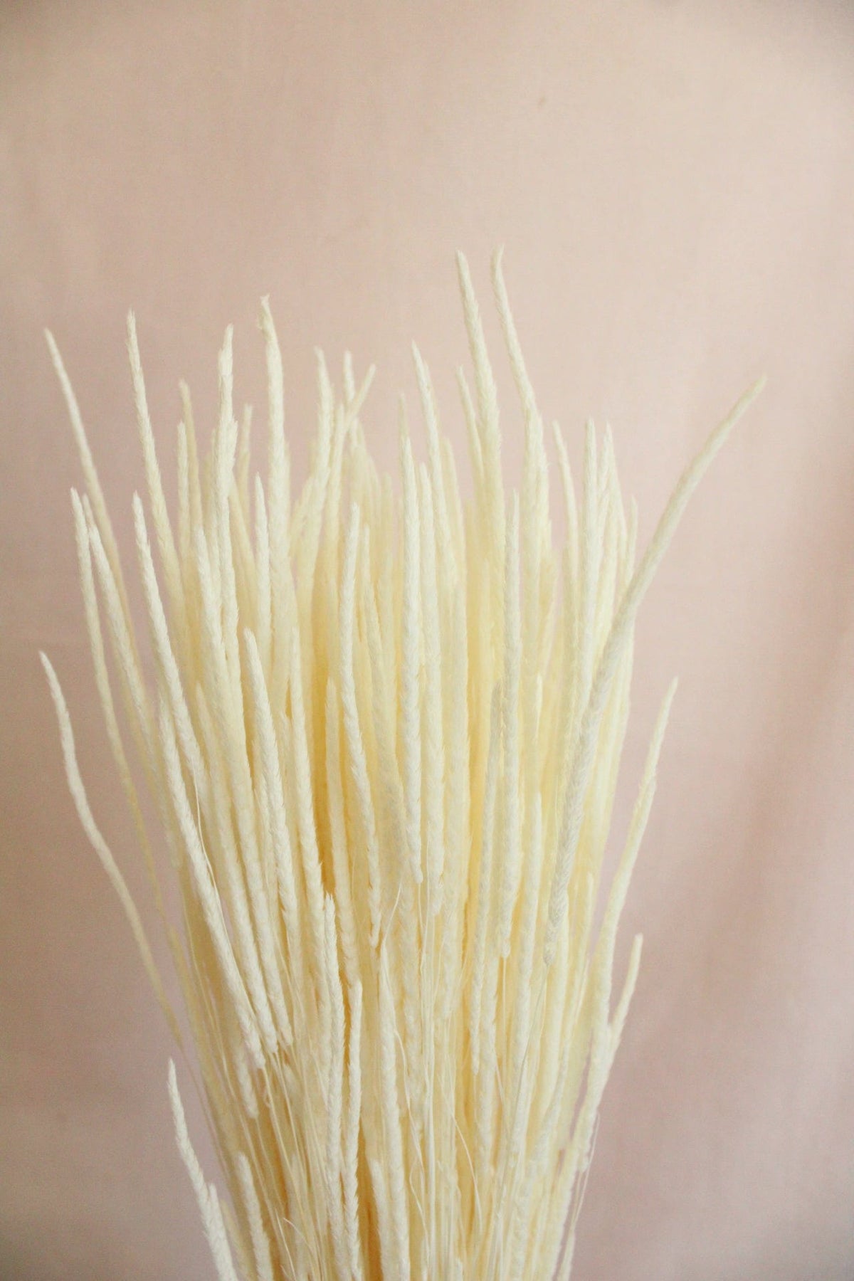 Vasenglück Trockenblumen Phleum | Zartes Cremeweiss