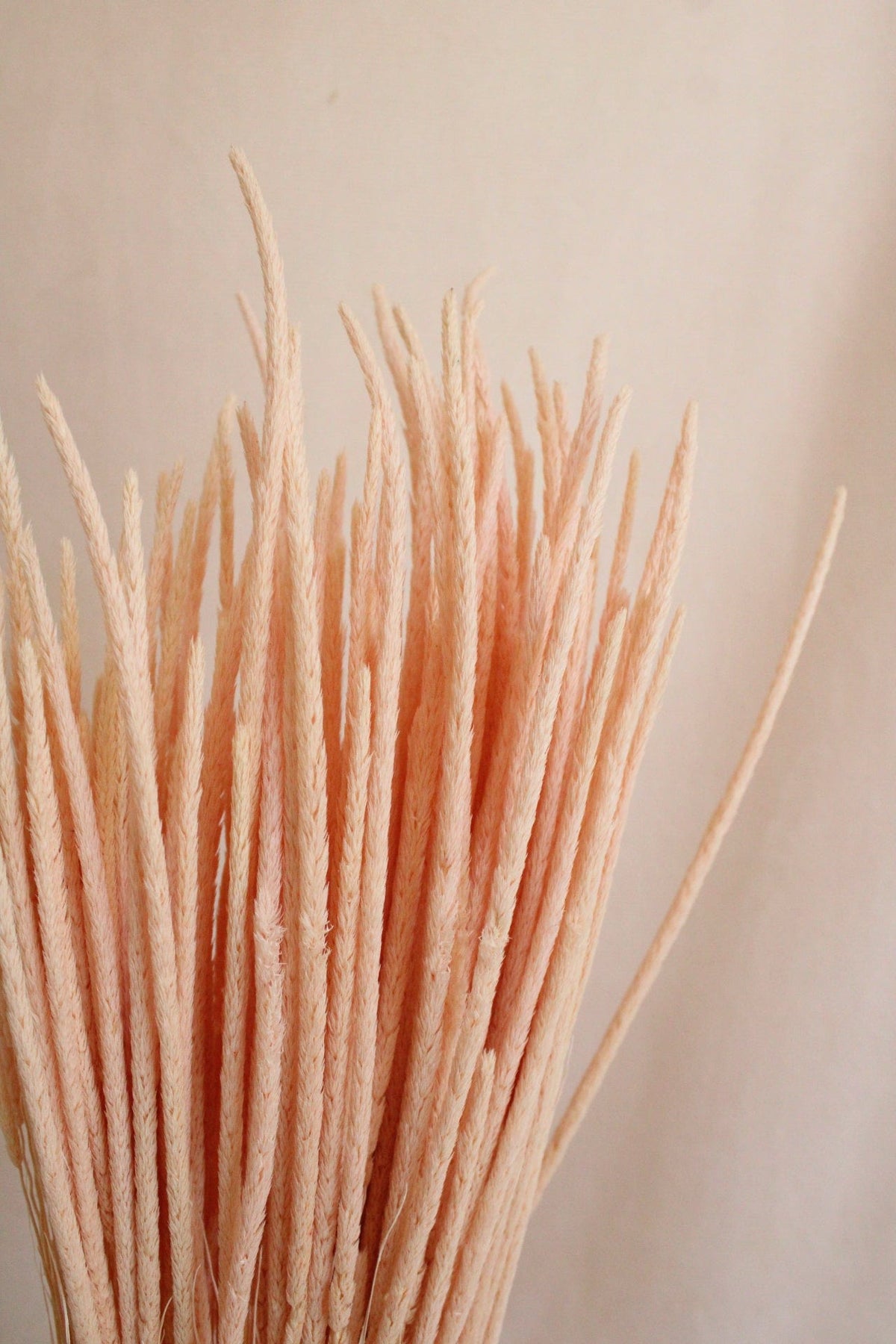 Vasenglück Trockenblumen Phleum | Zartrosa