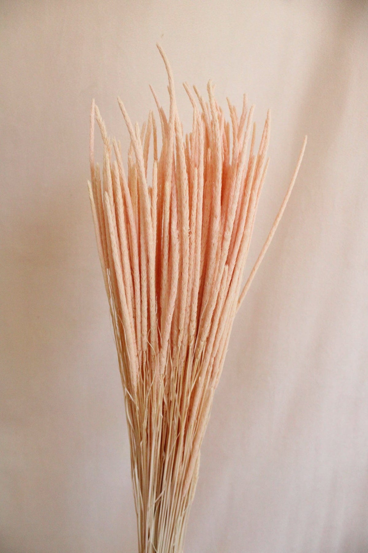 Vasenglück Trockenblumen Phleum | Zartrosa