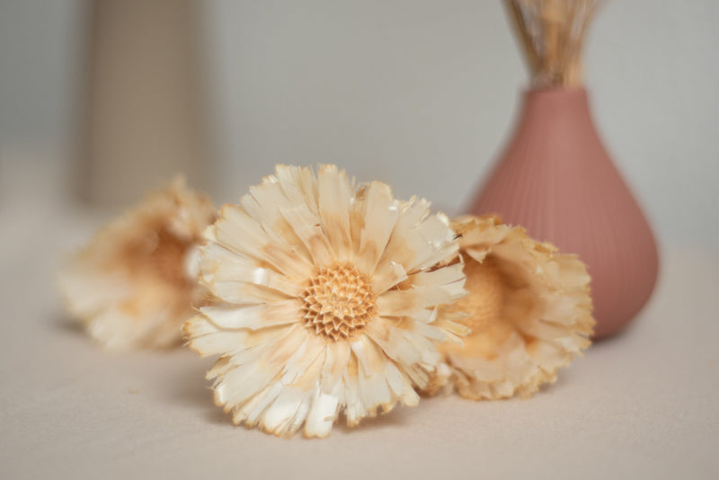 Vasenglück Trockenblumen Protea Rosette | 1 Stiel | Creme