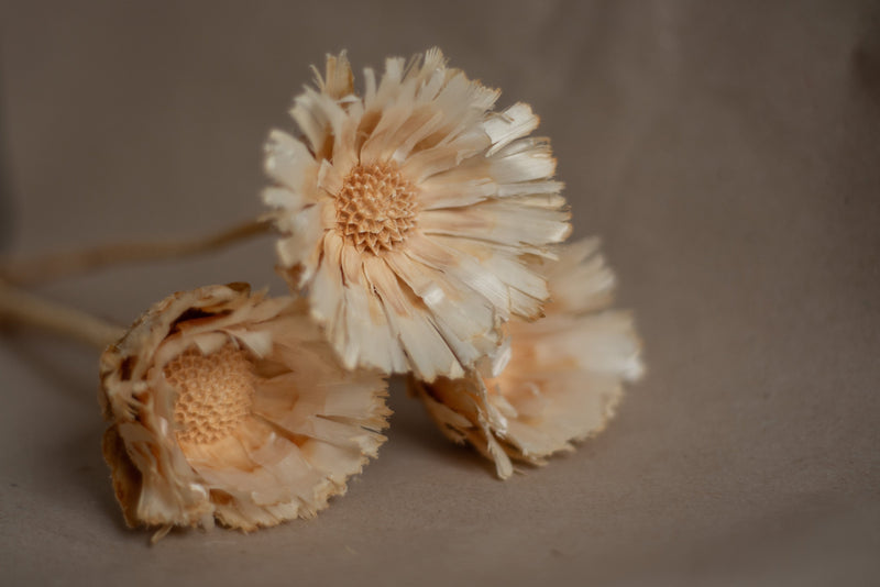 Vasenglück Trockenblumen Protea Rosette | 1 Stiel | Creme