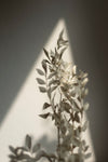 Vasenglück Trockenblumen Ruscus | 1 Stiel | Cremeweiß