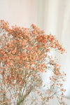 Vasenglück Trockenblumen Schleierkraut | Apricot