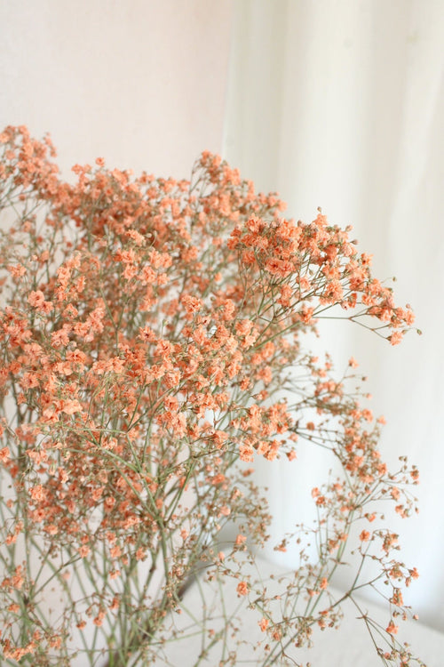 Vasenglück Trockenblumen Schleierkraut | Apricot