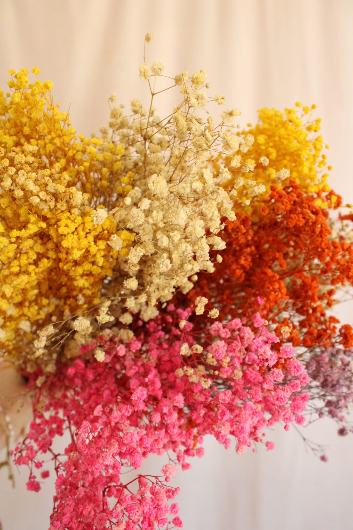 Vasenglück Trockenblumen Schleierkraut konserviert | Bunt
