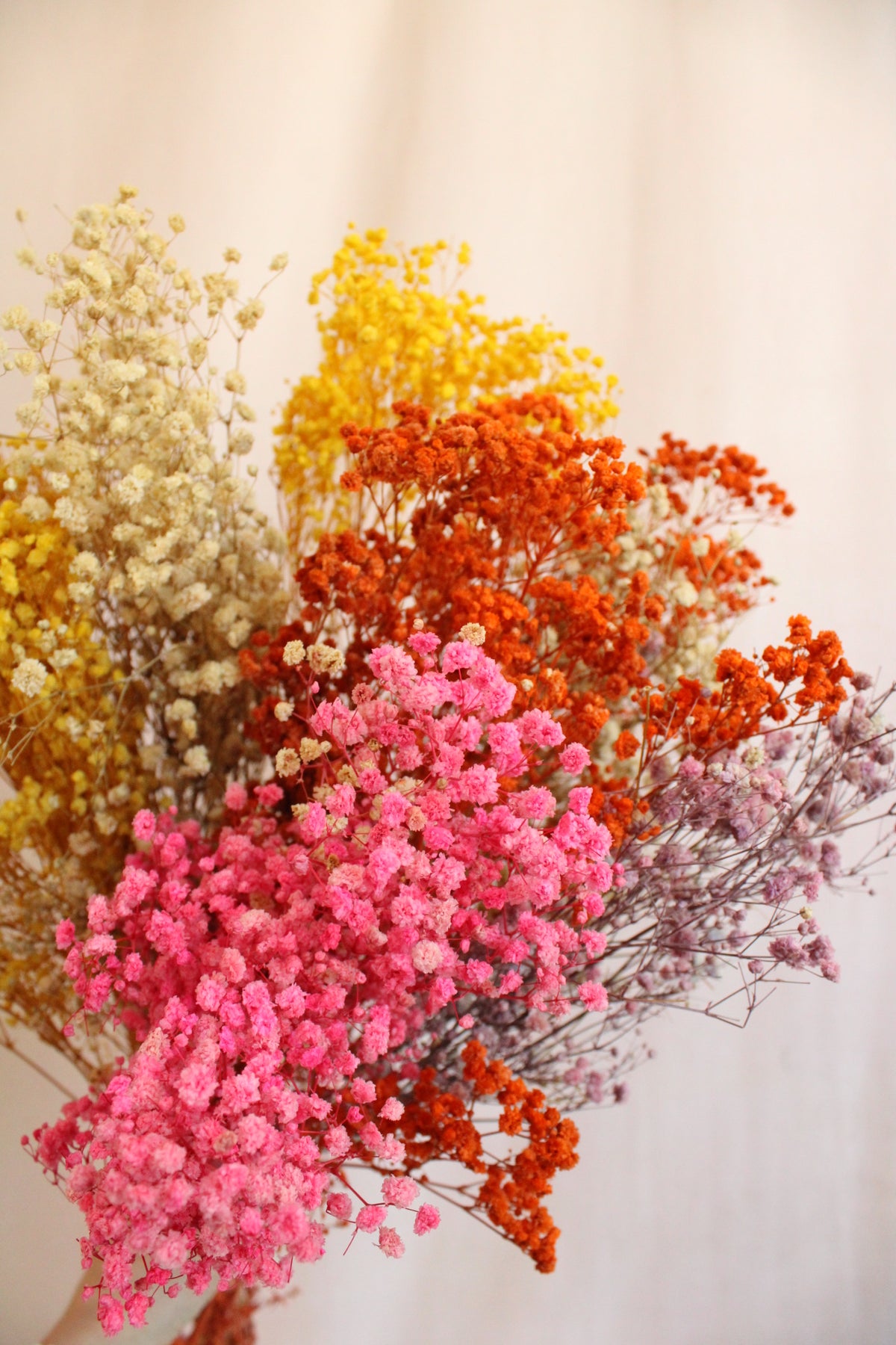 Konserviertes Schleierkraut Bunt 70cm - Trockenblume