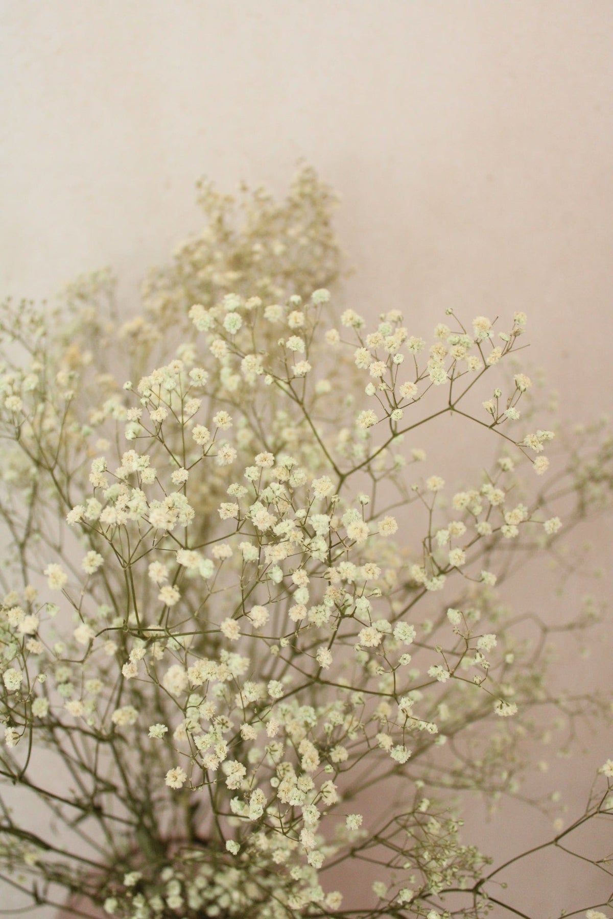 Schleierkraut Weiss Natur 70cm - Trockenblumen
