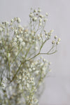 Vasenglück Trockenblumen Schleierkraut | Natur