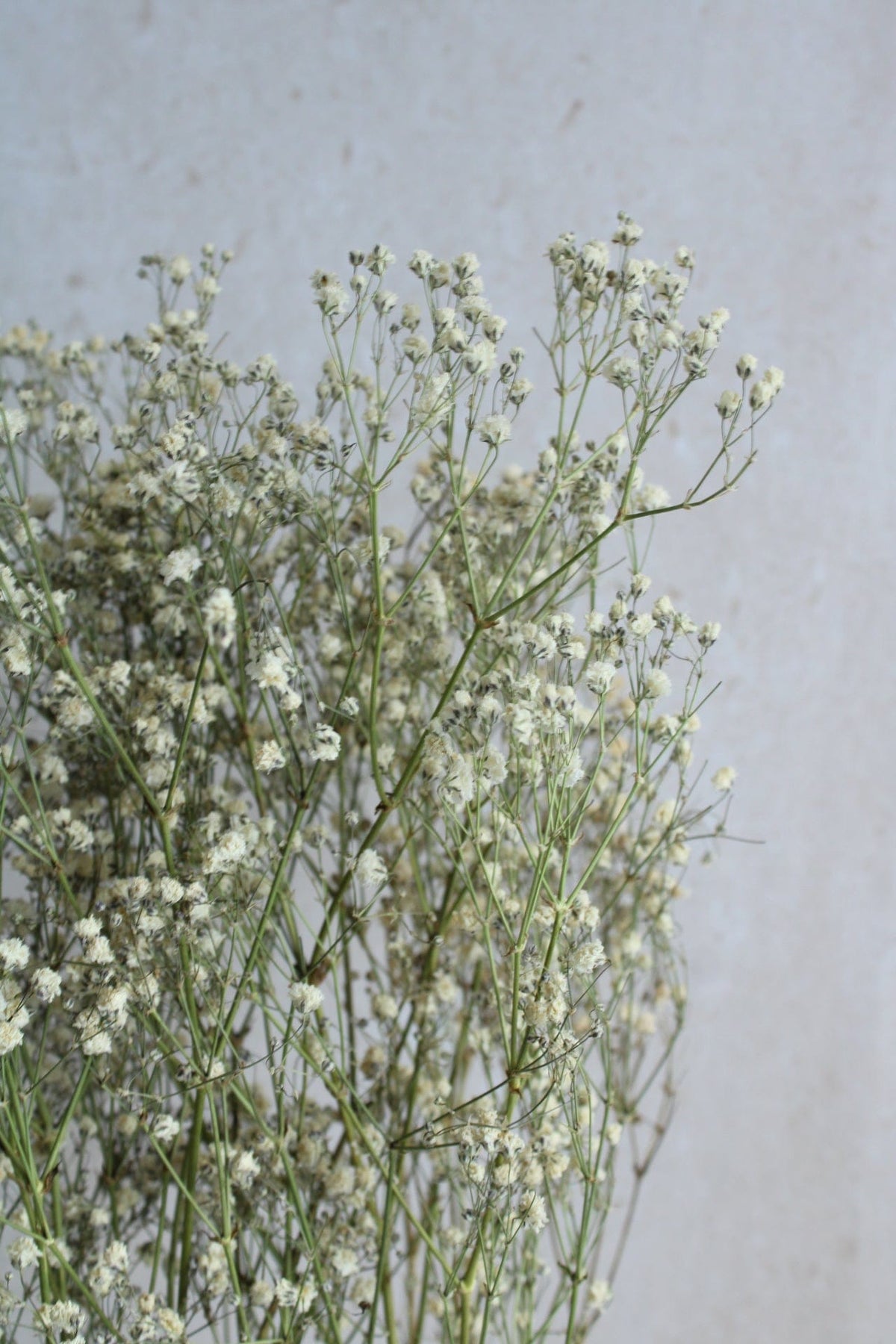 Schleierkraut Weiss Natur 70cm - Trockenblumen