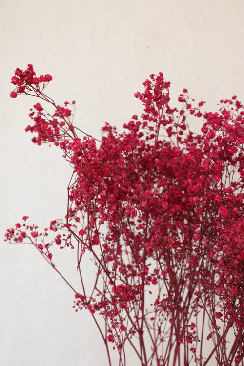 Vasenglück Trockenblumen Schleierkraut | Pinkrot