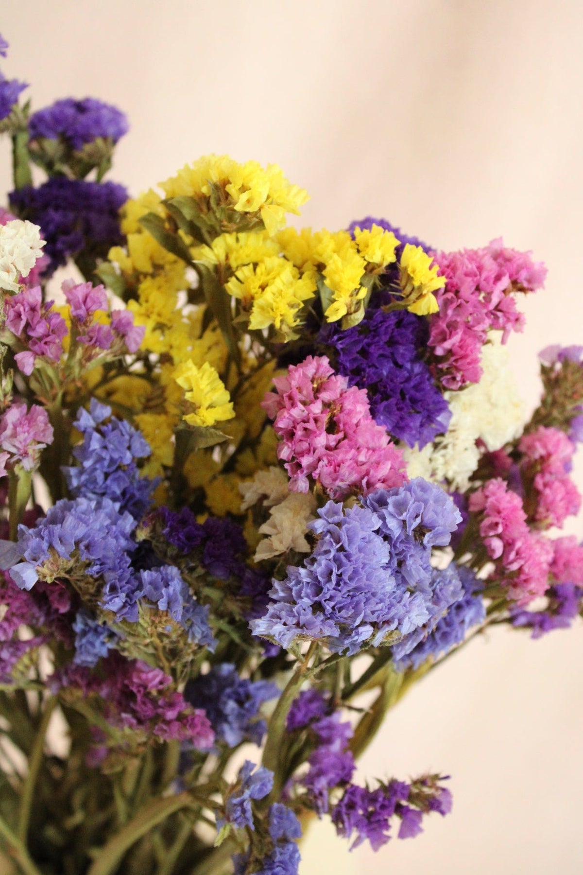 Vasenglück Trockenblumen Statice | Bunt