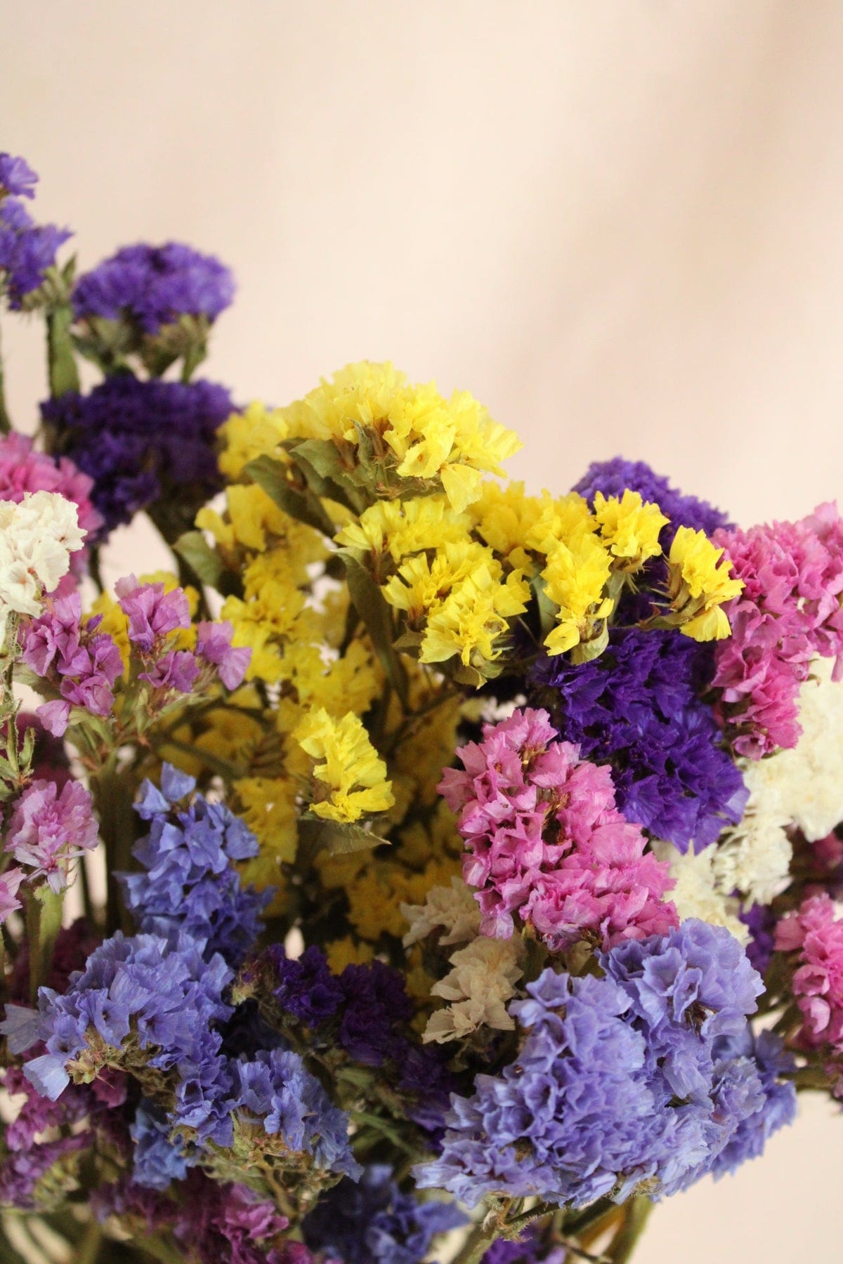 Vasenglück Trockenblumen Statice | Bunt