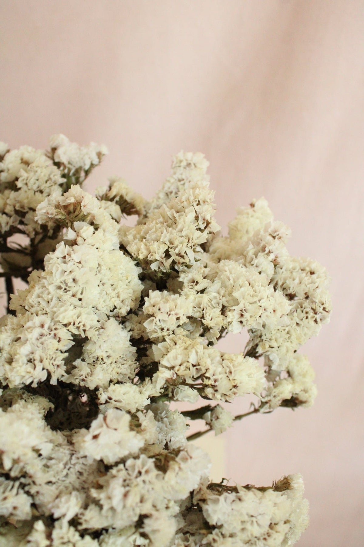 Vasenglück Trockenblumen Statice | Natur Weiss