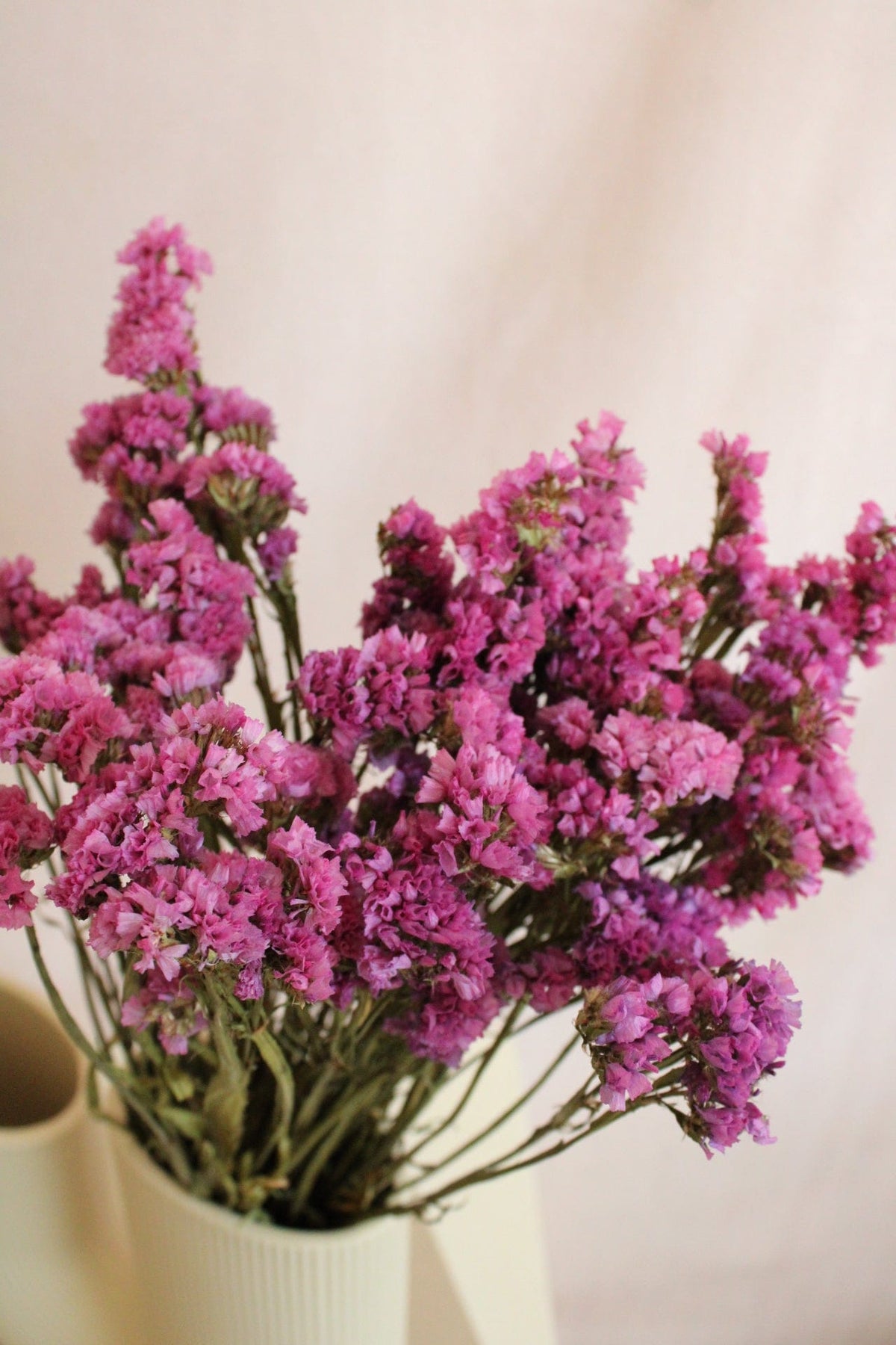 Vasenglück Trockenblumen Statice | Pink