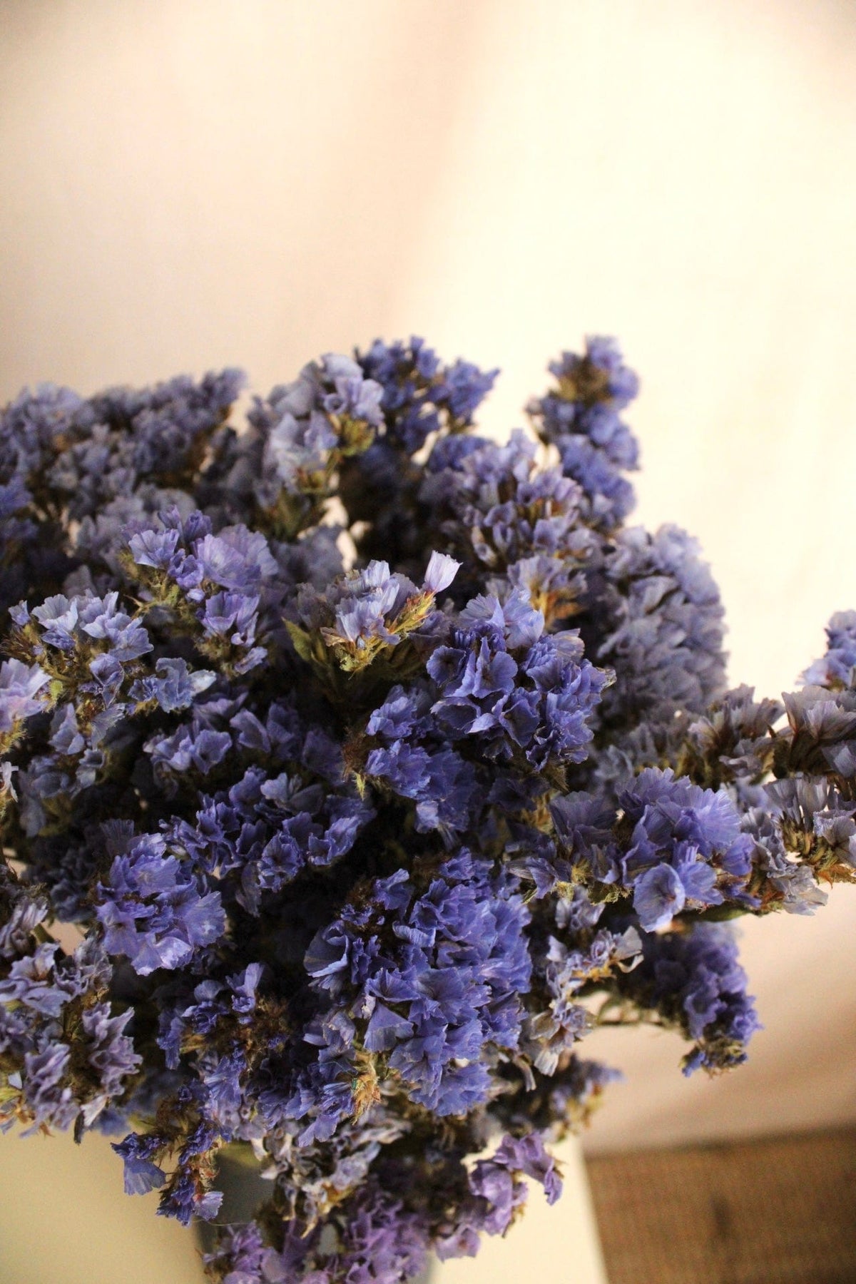 Vasenglück Trockenblumen Strandflieder | Blau Flieder