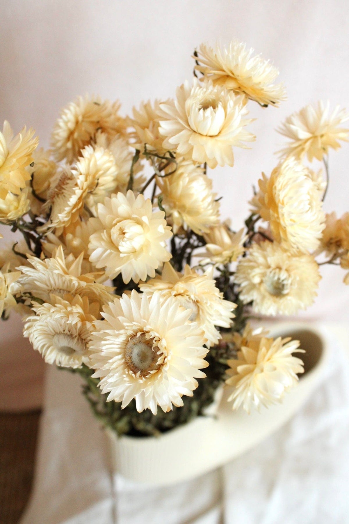 Vasenglück Trockenblumen Strohblumen | Cremeweiss