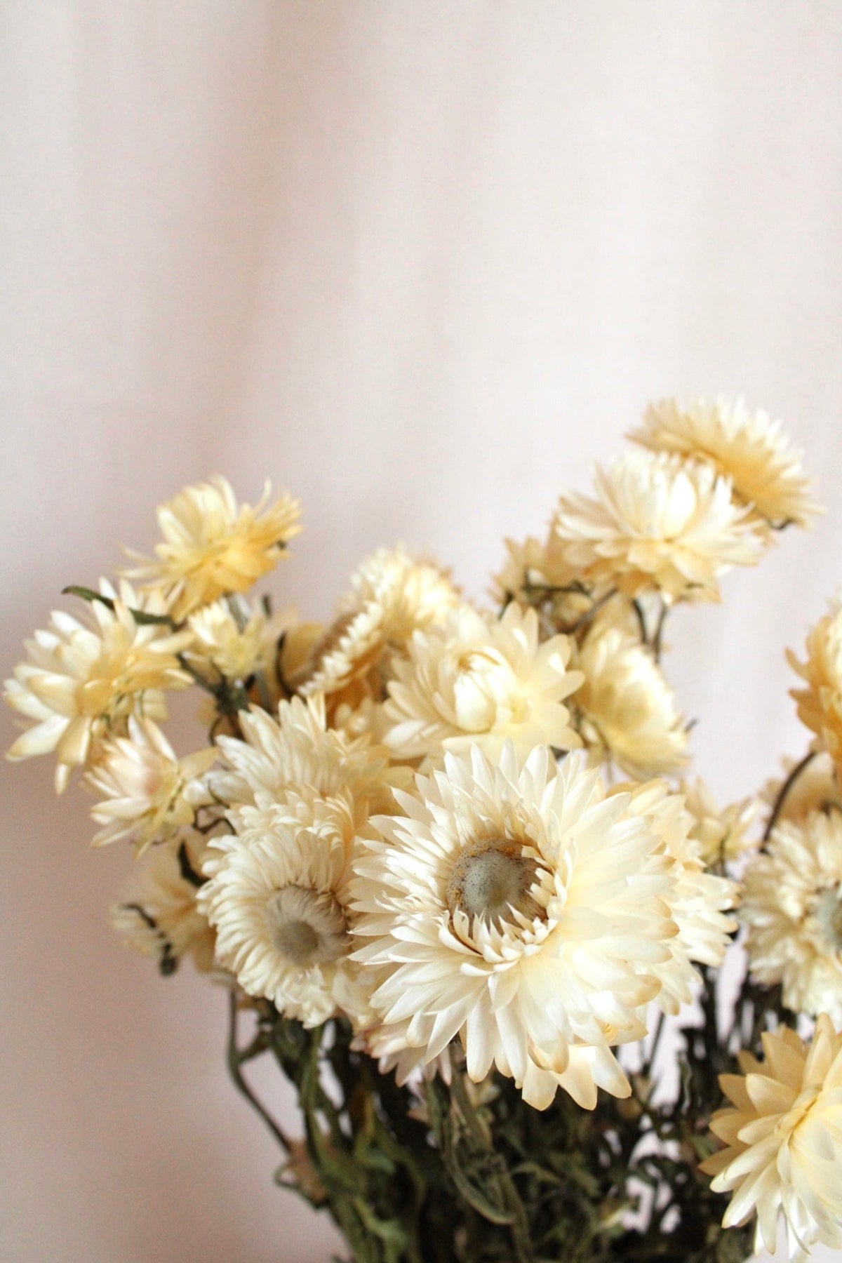 Vasenglück Trockenblumen Strohblumen | Cremeweiss