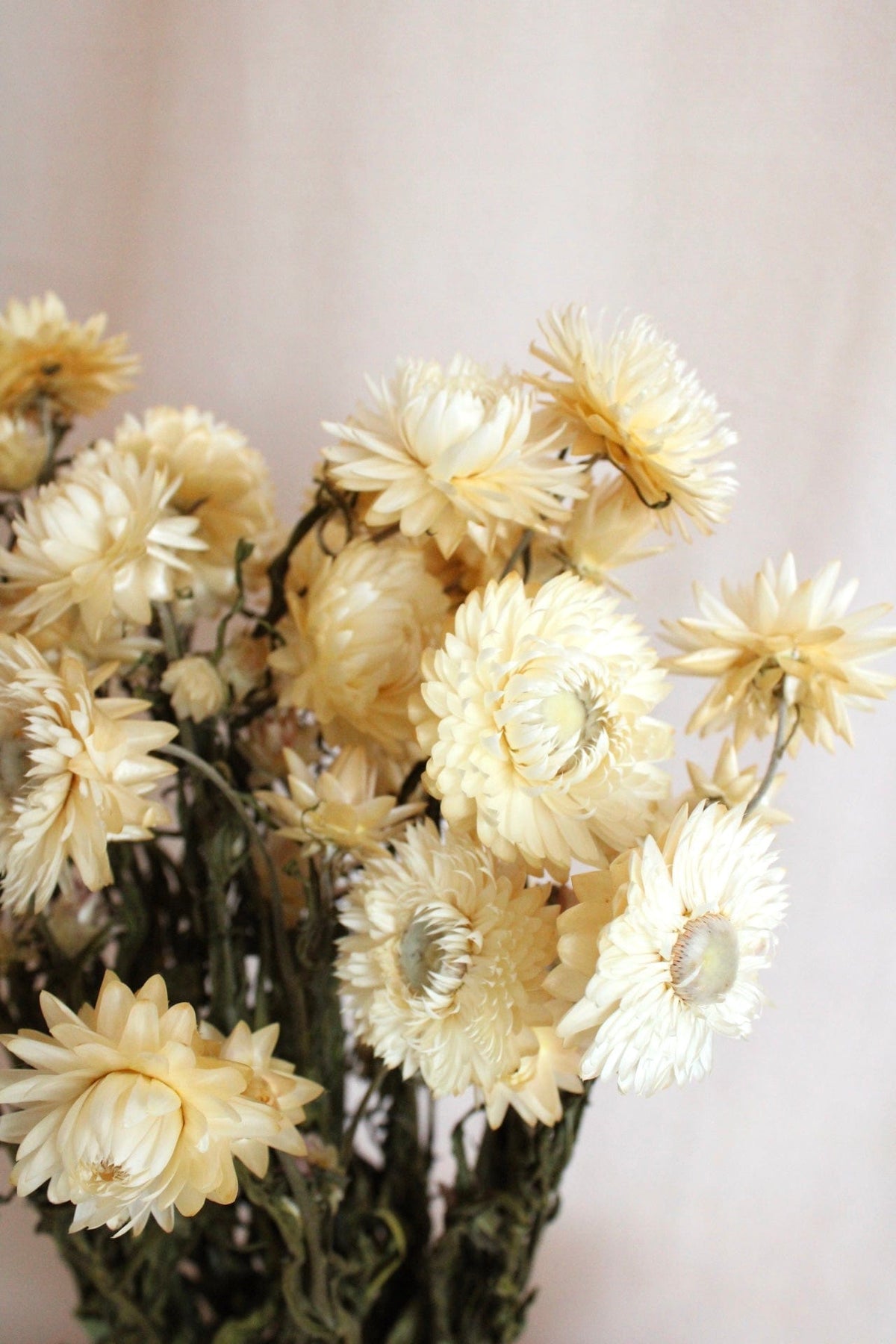 Vasenglück Trockenblumen Strohblumen | Cremeweiss