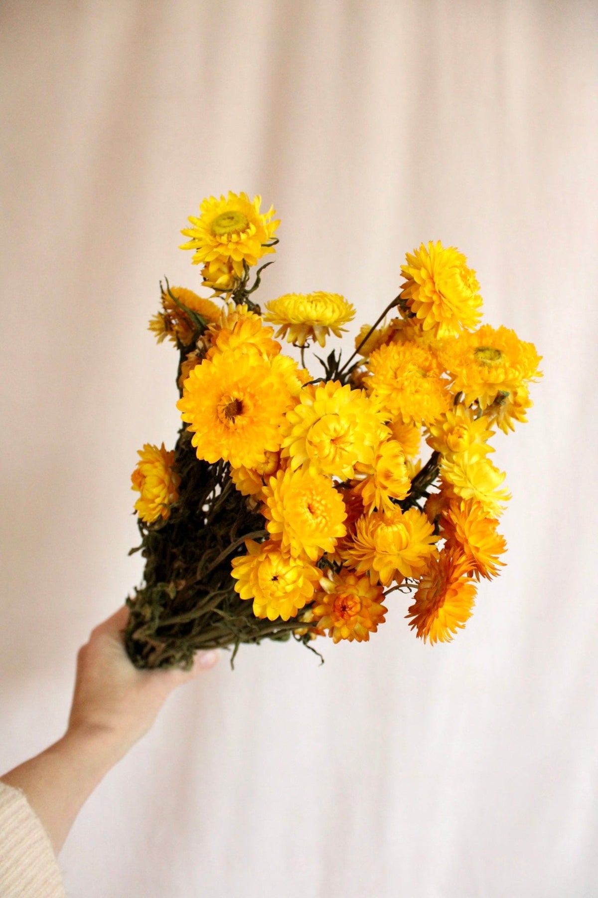 Vasenglück Trockenblumen Strohblumen | Gelb